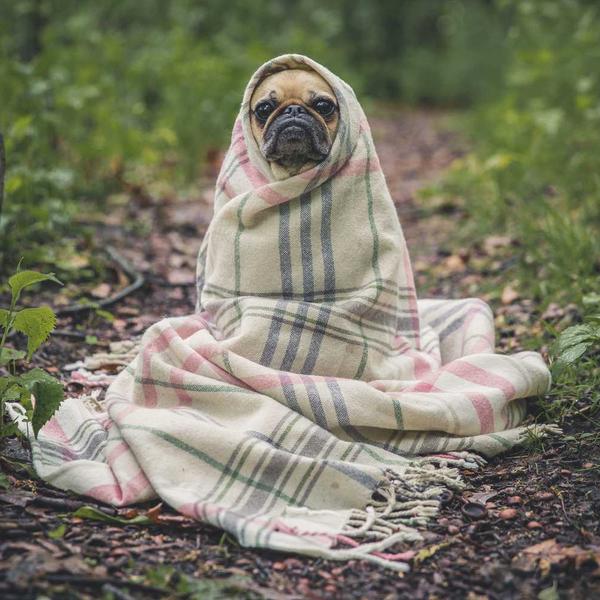 A pug wrapped in a blanket